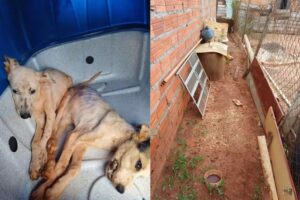 Casal de jovens é preso por maus-tratos de filhotes de cachorro